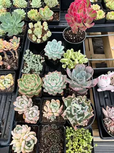 Colorful Succulents Combo – Easy-Care & Eye-Catching! – April Farm