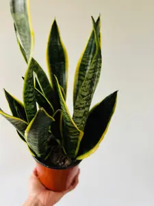 Sansevieria Superba - Very Full & Large - Easy Houseplants - Live Plant in 6” Pot