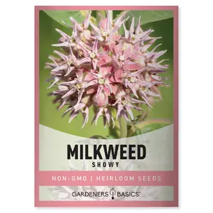 Showy Milkweed Seeds Milk Weed Plant Seeds