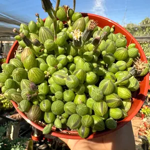 String of watermelons 6 inch pot plant succulent
