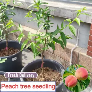 Live honey peach fruit tree seedlings, hardy deciduous shrubs, suitable for patio lawn backyard and home garden landscaping