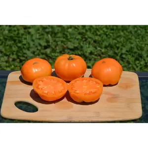 Dr. Wyche's Organic Tomato - 40+ seeds