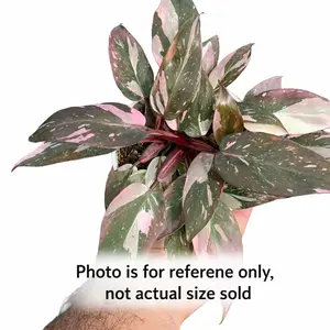 Philodendron ‘Pink Princess’ – Rare Variegated Pink Philodendron | Tissue Culture Starter Plug | TC Plantlet | Collector’s Aroid
