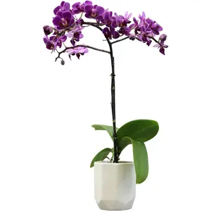 Purple Phalaenopsis Live Orchid Plant Lover Gift & White Orchid Pot, 11-15" Tall, Live Plant Gift, Fresh Orchids Plants Live House Plants, Live Plants Indoor Plants Live Houseplants