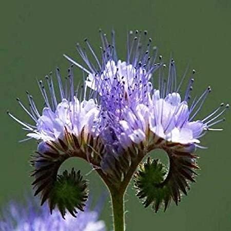 Phacelia Lacy Fiddleneck Flower Seeds for Planting, aka Purple Tansy, 300+ Seeds Per Packet, (Isla's Garden Seeds) Non GMO & Heirloom, Scientific Name: Phacelia Tanacetifolia, Great Home Garden Gift