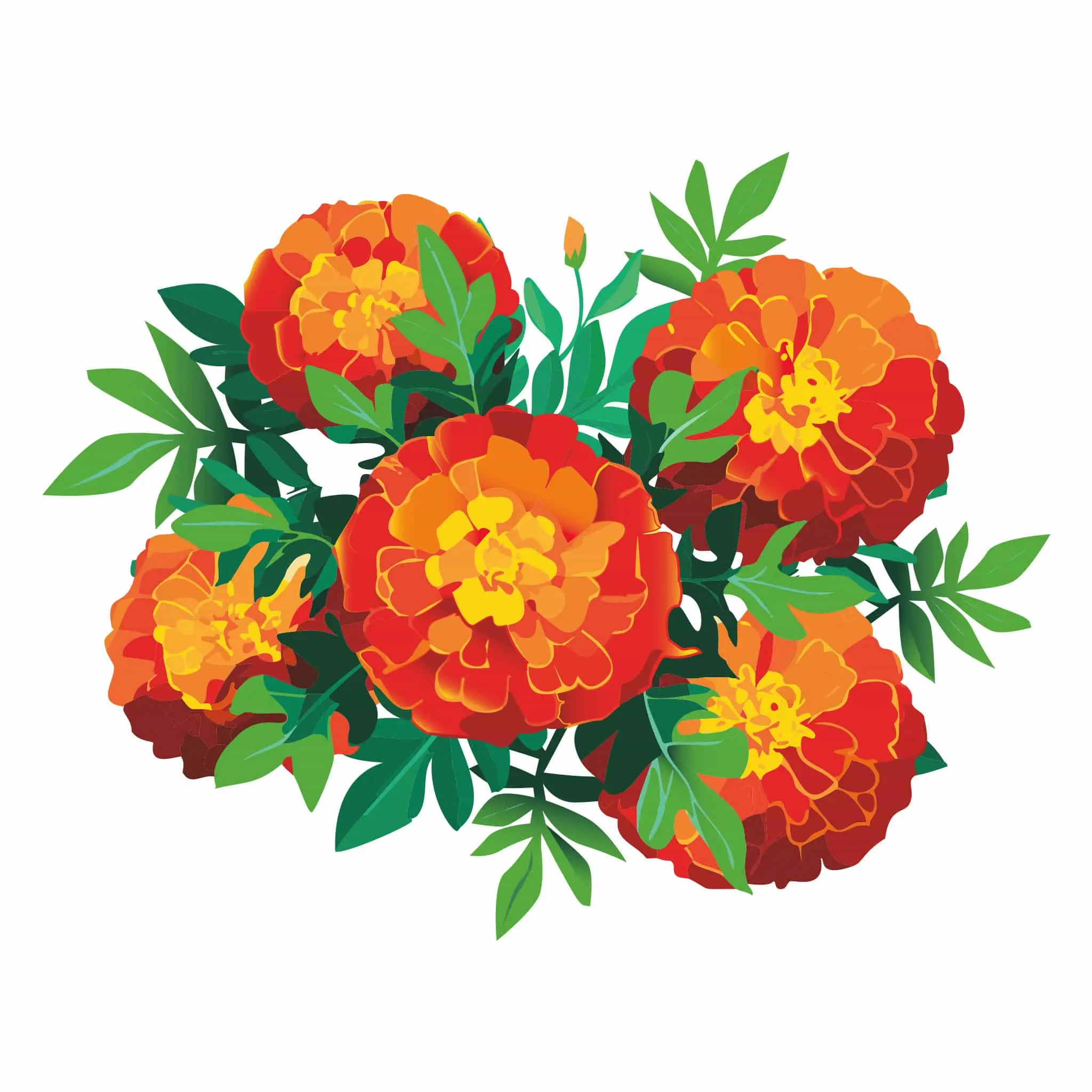 Red Cherry French Marigold, Decorative Garden Flower for Home Decor Supplies
