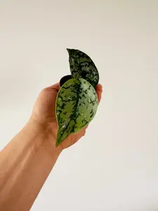 Scindapsus Silver Lady - Rare Aroid - 2" Pot