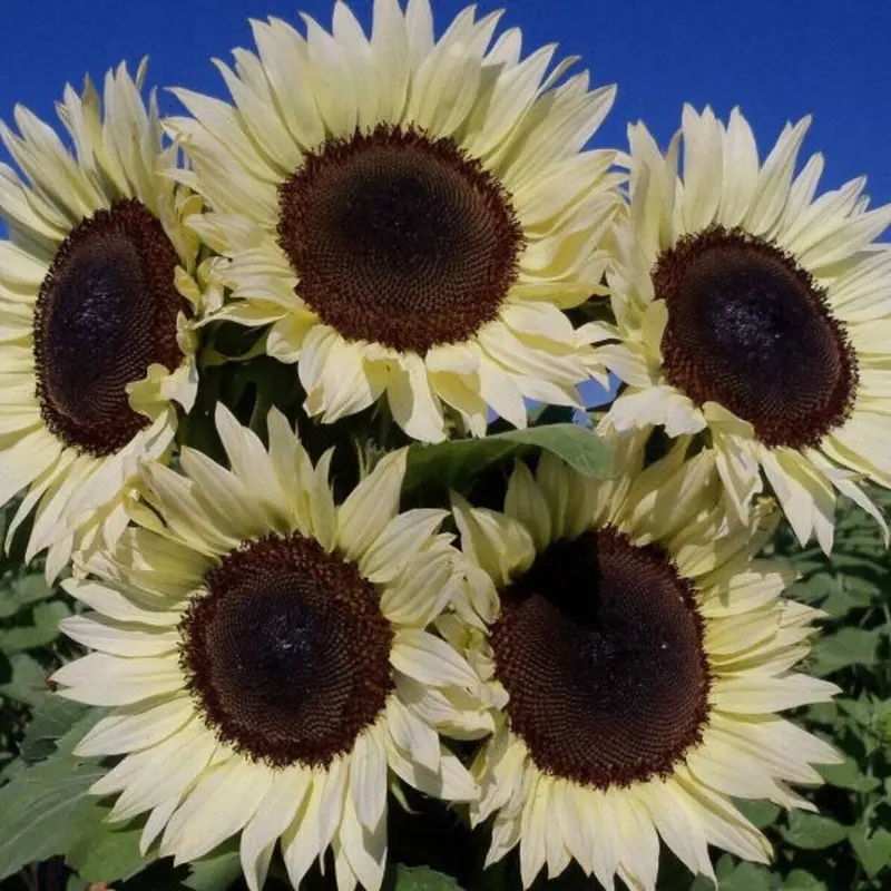 Italian White Sunflower Seeds (Helianthus annuus) – Charming pale yellow blooms with dark centers. Branching habit and smaller size make them perfect for borders, bouquets, or pollinator gardens.