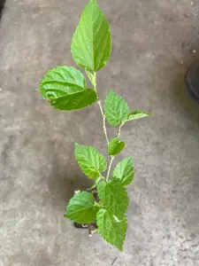 Mulberry Tree Rooted Live Plant