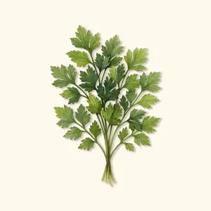 Vego Garden Organic Giant of Italy Parsley Seeds