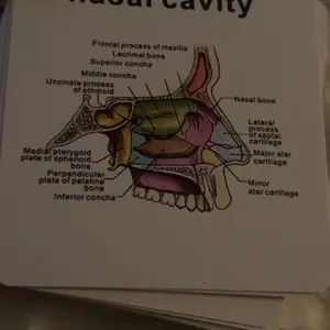 Human Anatomy Flashcard Set with Hanging Rings, Medical and Nursing Study Guide Learning Aids, Ideal Gift for Students