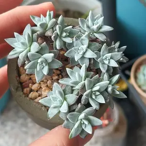 Dudleya gnoma S.W. McCabe 2-2.5Inch – Rare Live Succulent Plant, Bare Root (No Pot), Easy Care, Drought Tolerant, Mini Succulent for Home Decor, Collector Plant, Plant Lover Gift