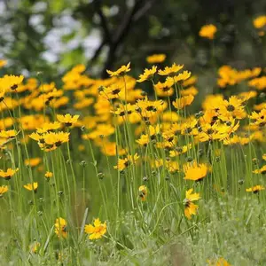 500pcsBulk Coreopsis Leavenworthii Seeds - Native Us North American Wildflowers - Renamed Coreopsis Floridana, Florida's State Wildflower