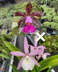 C. Walter August 4N 'Purple Dogs' x C. Peckaviensis 'HOF' | BS not in bloom