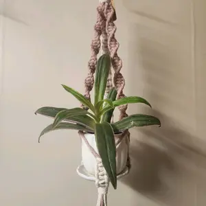Pink and White Spiral-Style Macrame Plant Hanger with Gold Ring for 2 Inch Pots Decorative Home Accessory