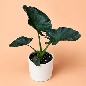 Xl Elephant ear Regal Shields 8" pot Low Maintenance Decorative Plant with Vibrant Leaves and Unique Shape for Home Decor - Fruit