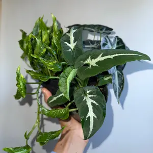 Spooky Mystery Bundle Box - 3 Spooky Plants