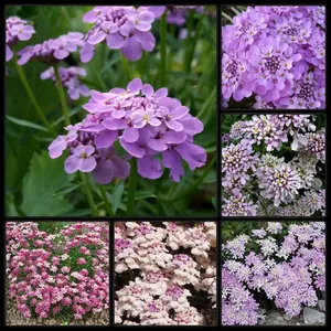 200 Outstanding Candytuft Gibraltar Iberis Gibraltarica Seeds