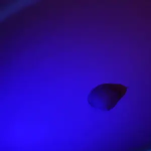 Product Review of RGB Color Changing Projector Night Light, LED Projector Lamp with Remote Control, Room Lights, Ambient Light for Bedroom, Living Room, Home Decor #TOP PICKS from h**p