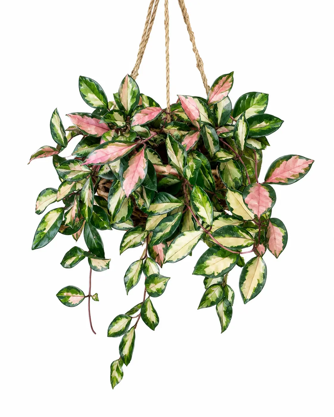 Hoya Crimson Princess Live Plant – Variegated Wax Plant in 2" Pot – Easy Care Trailing Houseplant with Pink New Growth