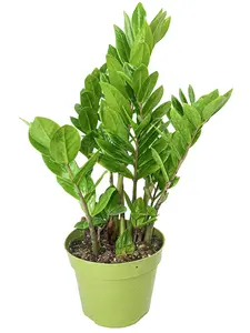 6" XL ZZ Plant (Zamioculcas Zamiifolia), Live Houseplant, Indoor Plant