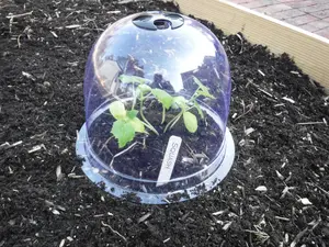 GrowAway Medium Reusable Plastic Mini Greenhouse, Garden Cloche, Domes-6 Pack