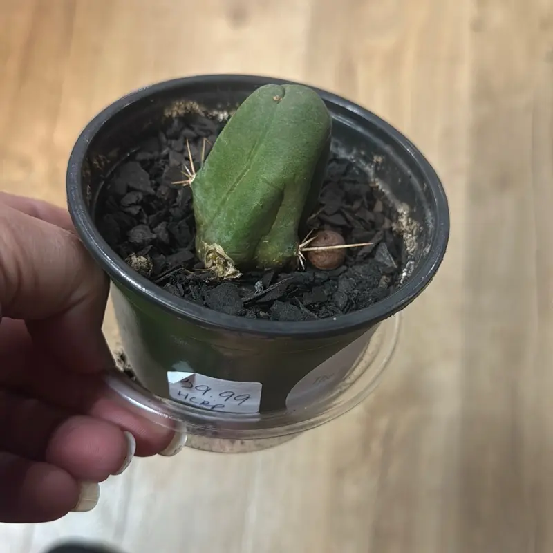 Trichoceresus bridgesii Monstros Male Gender Cactus Pen: Unique Succulent Plant for Indoor Gardening
