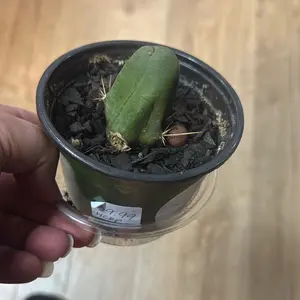 Trichoceresus bridgesii Monstros Male Gender Cactus Pen: Unique Succulent Plant for Indoor Gardening