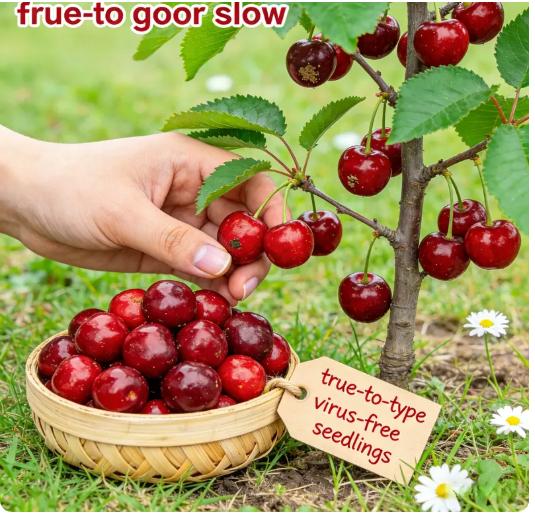 Premium Black Cherry Seedlings, Ready-to-Plant for Home Garden