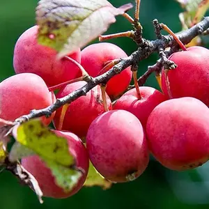 Prunus Americana Seeds American Plum Deciduous Shrub or Small Tree Edible Fruits for Making Jams, Jellies, and Culinary Outdoor 100Pcs Fruit Seeds