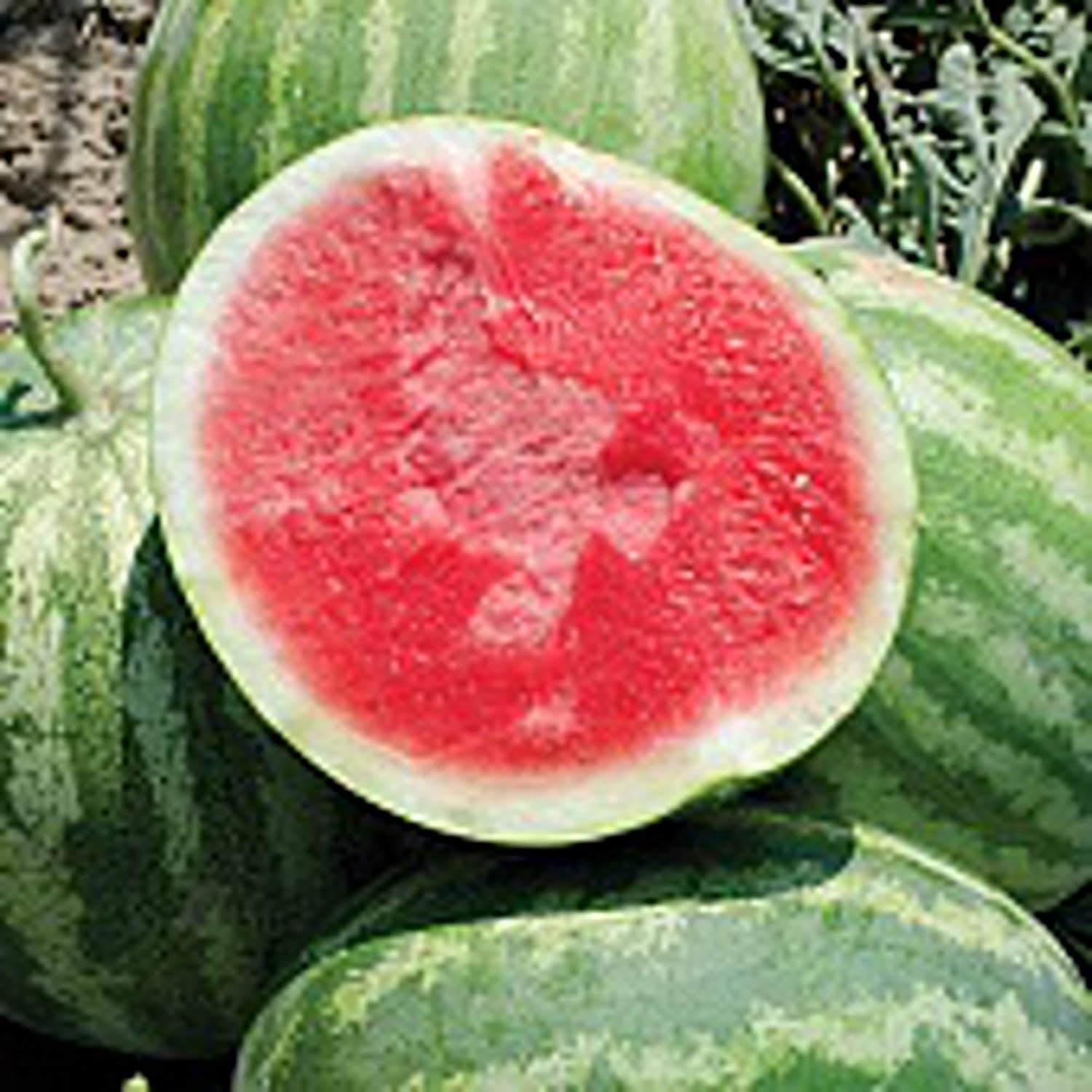 50 watermelon seeds for growing non-GMO heirloom seeds