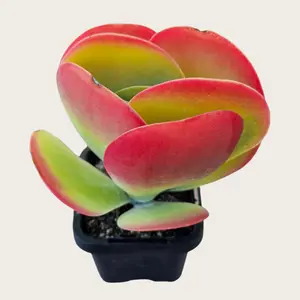 Live Plant 2” Kalanchoe Luciae Flapjack Potted /Baby’s Necklace / Succulents Cactus Rotted/Live Plants for Home,Garden,Christams gift/Easy Care Plant for Home