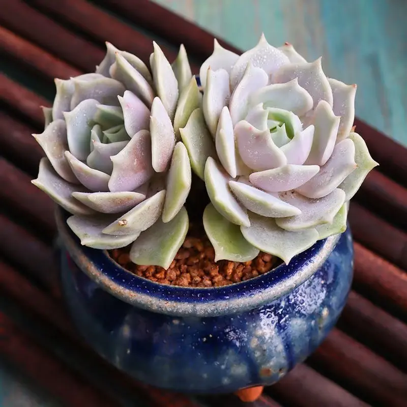 2"Live Succulent Lola 2"Live Succulent Lola