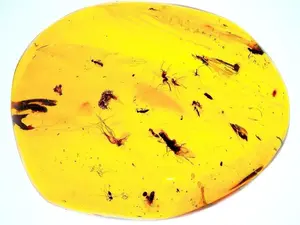 $75.00 Piece of Amber