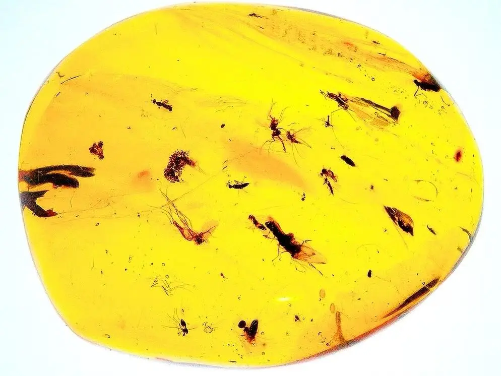$90.00 Piece of Amber