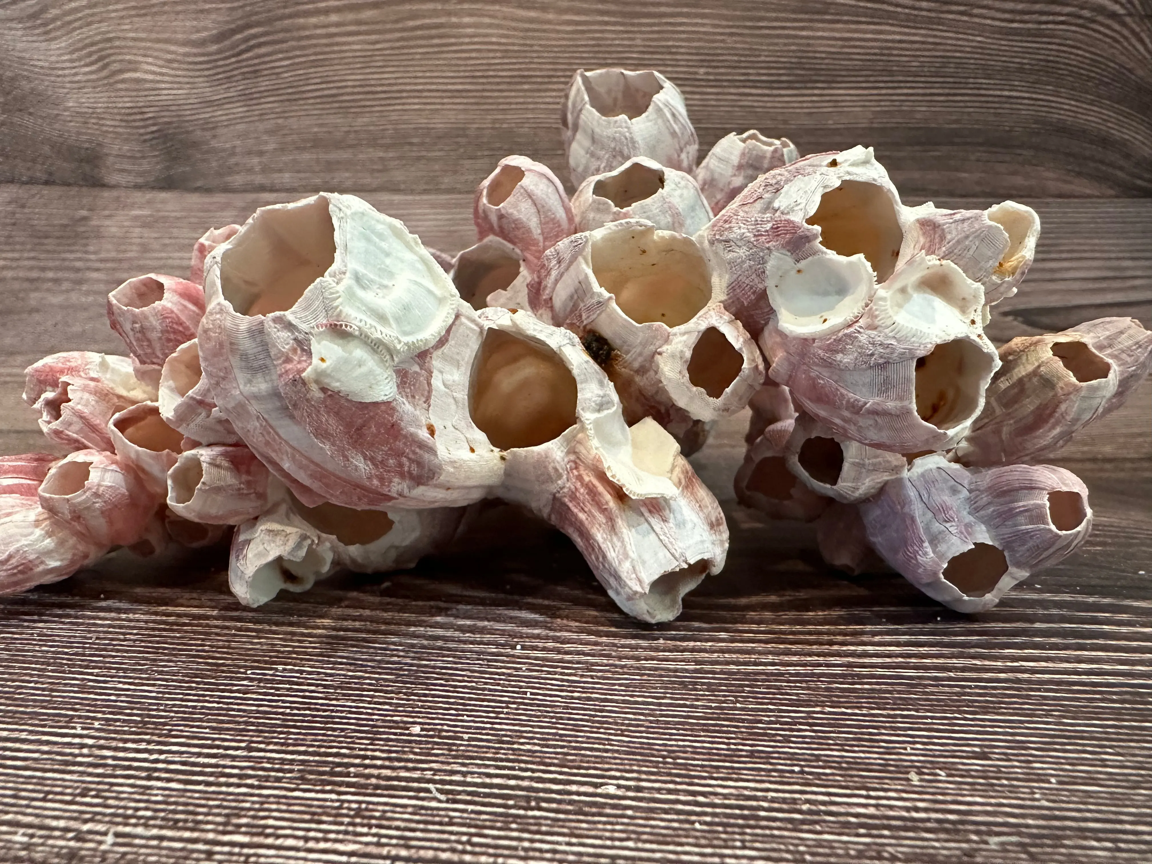 Gulf Coast Barnacles Small- 1-3" & 3-5" Clusters