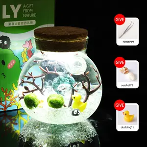 Megrez - Serene Big Dipper Bottle Ecosystem, Adorable Marimo Moss Ball Micro-Landscape, Self-Sustaining Crystal Water Garden & Calming Pet Plant Habitat (Includes 2 Live Marimo Pets)