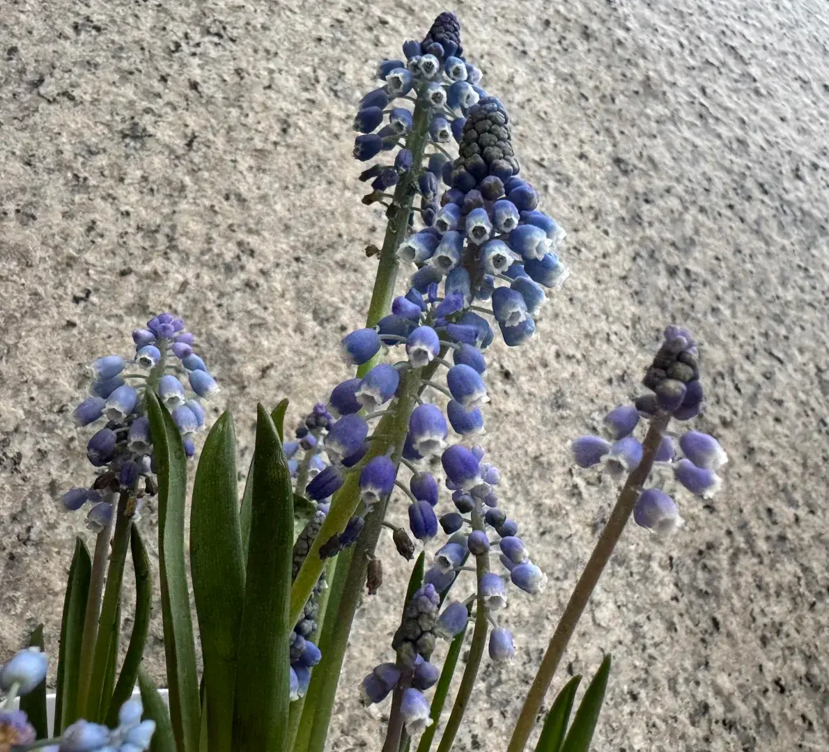 Muscari Alinda Grape Hyacinth Bulbs Dark Blue Fragrant Perennial Easy Grow Indoor Outdoor Spring Flower Bulbs