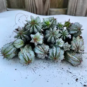 Euphorbia Horrida, African Milk Barrel , 3-4in. Rooted Pup