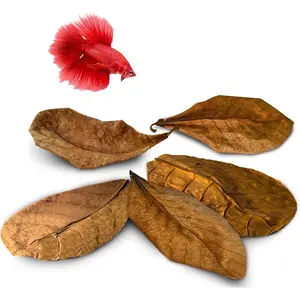 10 Indian Almond (Catappa) Leaves 8″ for Betta Fish – Natural Aquarium Water Conditioner, Adds Tannins, Lowers pH, Fin Growth and Enhances Color, Stress Relief, Water Softening Treatment