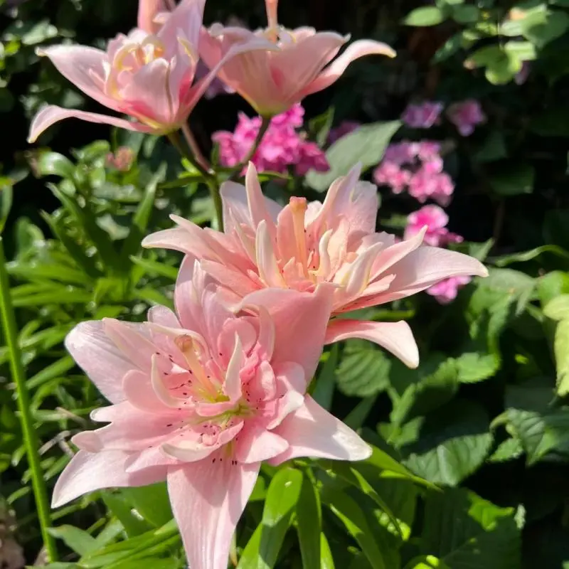 Mixed Color Fragrant Lily Bulbs, Home Garden and Balcony Planting Bulbs for Garden Supplies