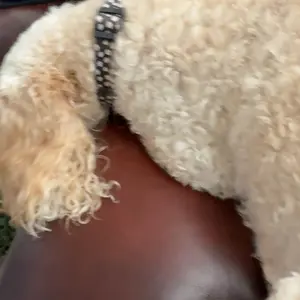 Pacsun Men's Washed Black Premium Cropped T-Shirt