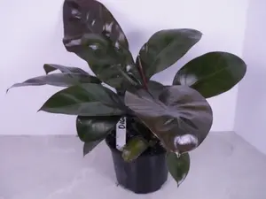 Philodendron Black Cardinal 6” | Dark Leaf Philodendron | Live Plant
