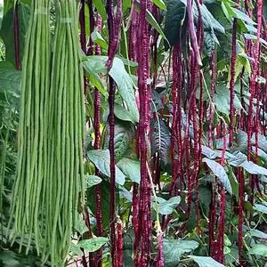 Bean Seeds Yard Long Mixed Pole - Versatile for Gardening and Culinary Uses