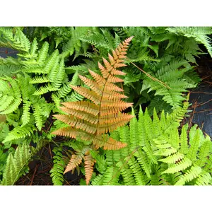 Autumn Fern - Live Plant in a 6 Inch Pot - Dryopteris Erythrosora - Rare and Exotic Ferns from Florida
