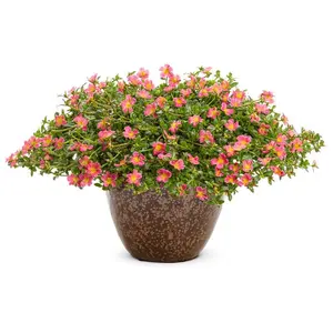 Mojave® Pink Purslane Mojave® Pink Purslane