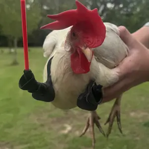 Light Saber Chicken Arms Use The Force To Protect The Flock