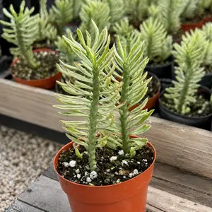 Variegated Succulents, Devil's Backbone in 2.5" pot