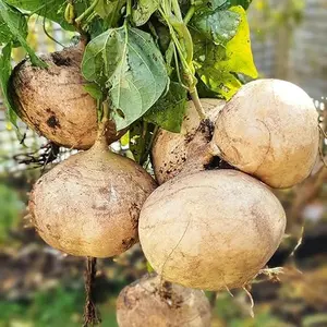 200+ Seed Sweet Jicama for Planting Organic for Planting in Your Home Vegetable Garden Outdoor Heirloom Variety Seed