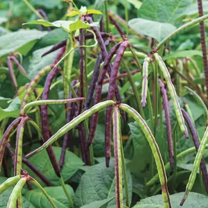 Pinkeye Purple Hull Cowpea Organic Seeds (Vigna unguiculata) – Southern heirloom cowpea with vibrant purple pods and creamy, nutty-flavored peas, excellent for fresh or dried use.